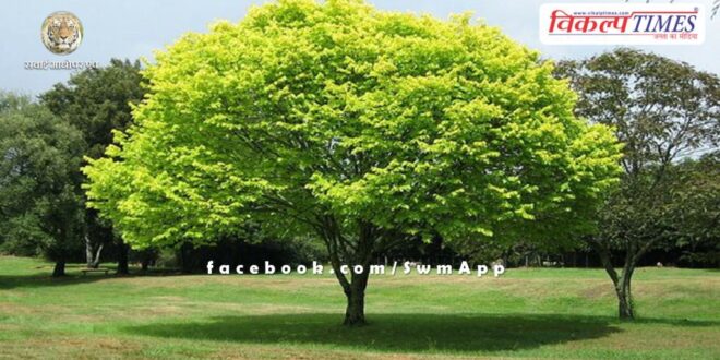 Medical department will run Hari-Van tree plantation campaign in Rajasthan