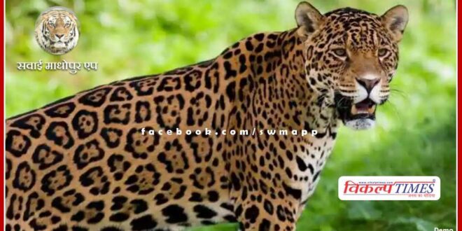 Panic created after seeing panther in Bichhidauna village