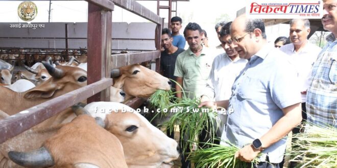 Secretary in charge inspected Shri Radha Krishna Gaushala Sawai Madhopur
