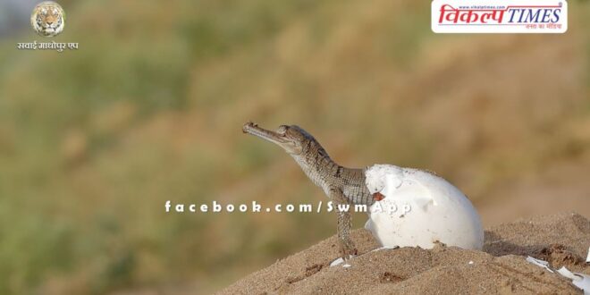 Good news for wildlife lovers, the population of crocodiles is continuously increasing in Chambal Crocodile Sanctuary Ranthambore
