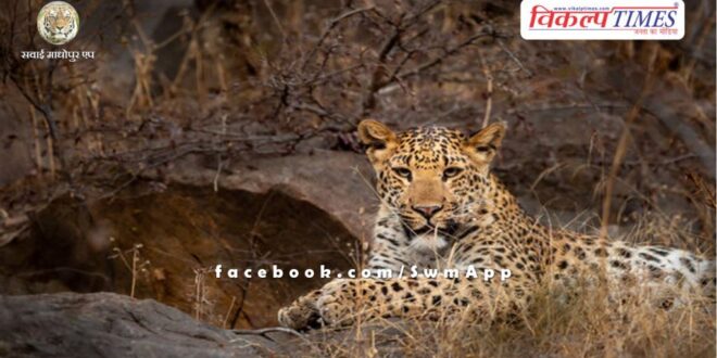 Panther movement near Raghuwanti village Malarna Dungar in sawai Madhopur