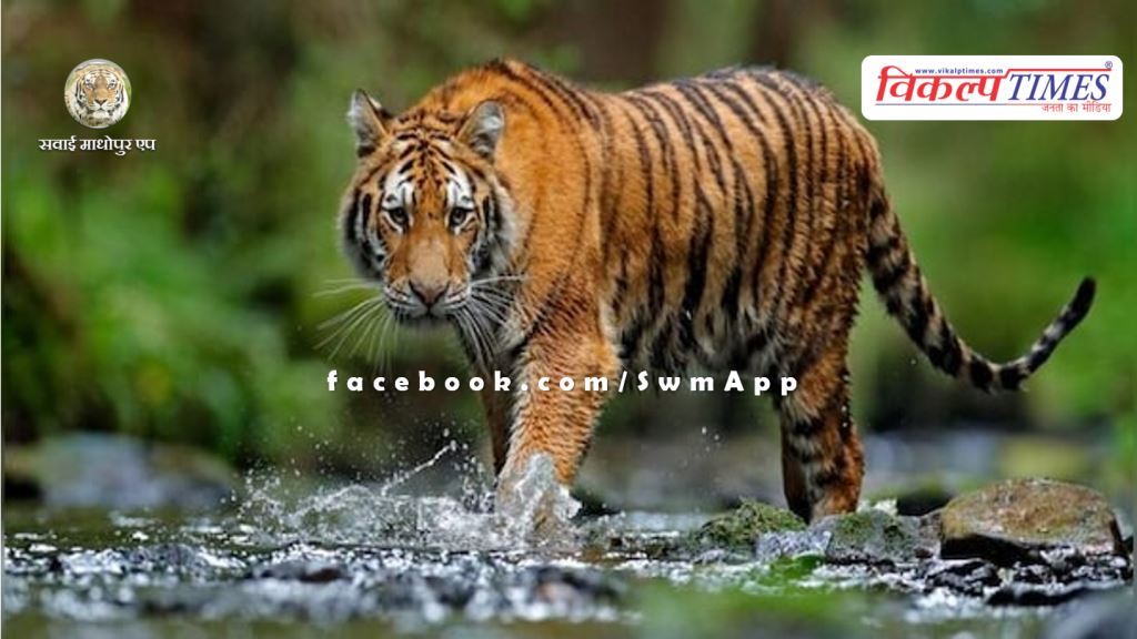 Tigress T-107 Sultana given treatment in Ranthambore National Park
