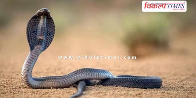 4 feet long cobra snake came and sat in the car engine in kota rajasthan