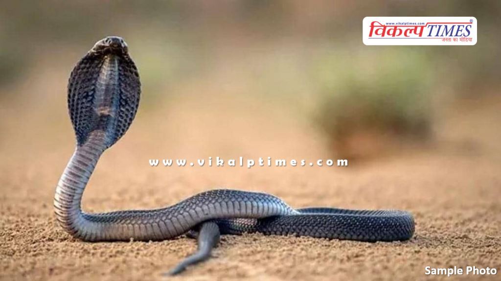 4 feet long cobra snake came and sat in the car engine in kota rajasthan
