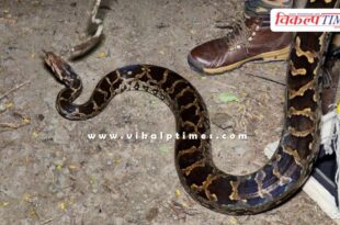 40 kg 8 feet long python snake entered Muktidham in kota