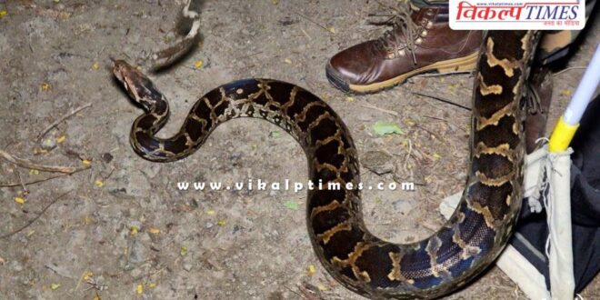 40 kg 8 feet long python snake entered Muktidham in kota