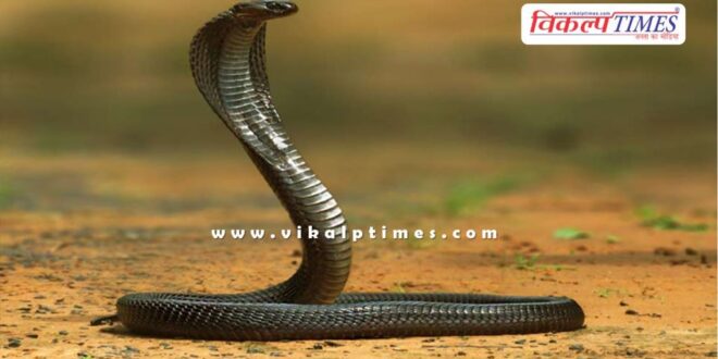 A snake bit School Student in Kethun kota