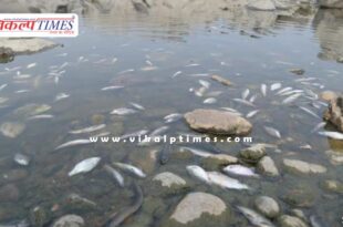 Hundreds of fish found down stream of Chambal river kota