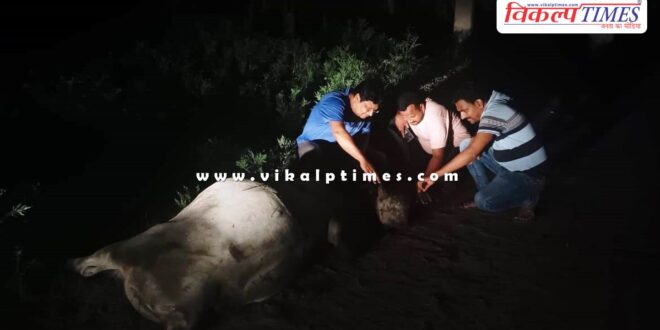 SDM's sensitivity saved the lives of two cows in sawai madhopur