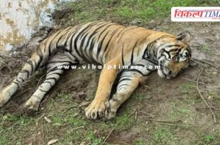 Tiger T-58 Rocky Ranthambore National Park News Udpate Sawai Madhopu 8 July 2024