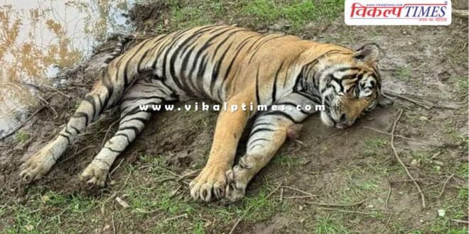Tiger T-58 Rocky Ranthambore National Park News Udpate Sawai Madhopu 8 July 2024