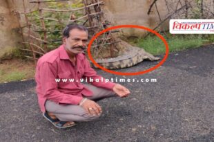 10 feet long crocodile came on the road in kota