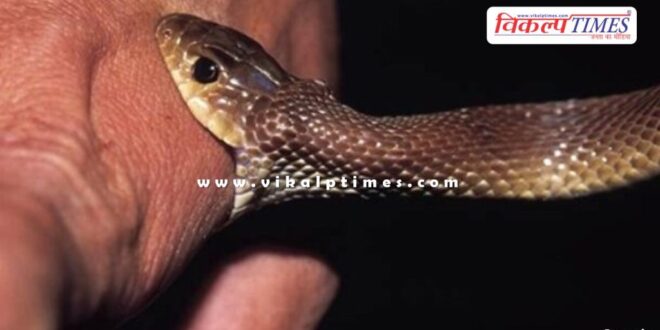 2 year old girl Snake bite kota news 13 aug 2024