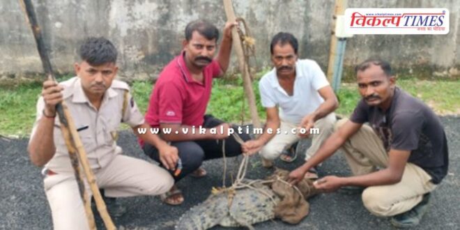 5 feet long crocodile rescued in kota