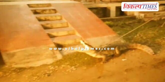 8 feet long crocodile entered the colony in kota