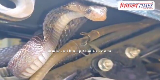 Black cobra snake entered under the bike seat in kota