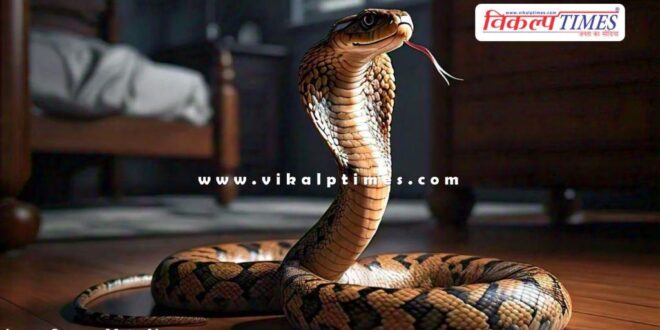 Cobra Snake Bedroom Home Kota News 17 Aug 2024