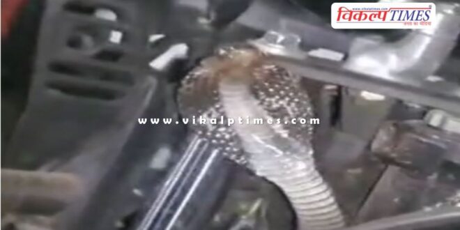 Cobra snake sitting on the bike in kota