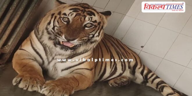 Male tiger Nahar Abheda Biological Park, Kota News update 8 aug 2024