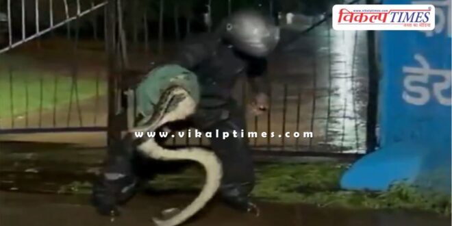 Snakes are coming out of the rain in kota