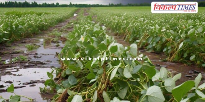 Soybean crop ruined due to torrential rains in kota hadoti area