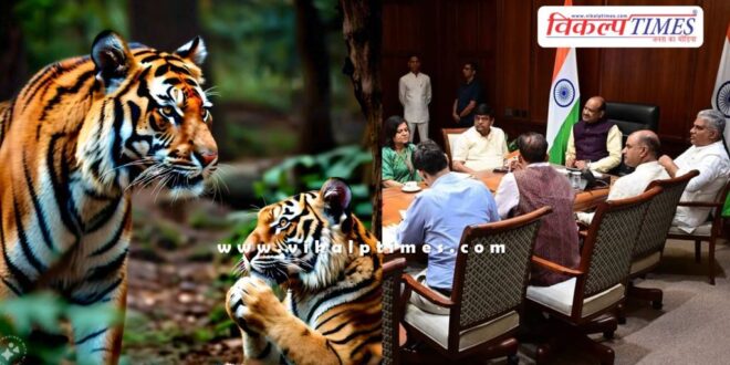 Tiger and Tigress will be released in Mukundara Hills Tiger Reserve kota