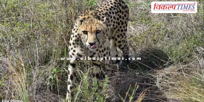 leopard Kuno National Park Madhya Pradesh
