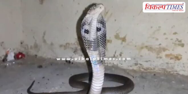 Black Cobra entered the District Judge residence in kota