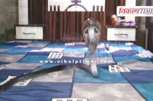 Cobra resting on the bed in kota