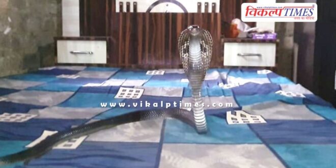Cobra resting on the bed in kota