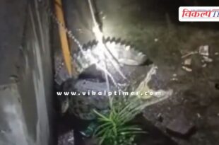 Crocodile ran near the railway line in kota