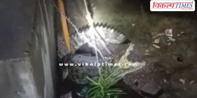 Crocodile ran near the railway line in kota