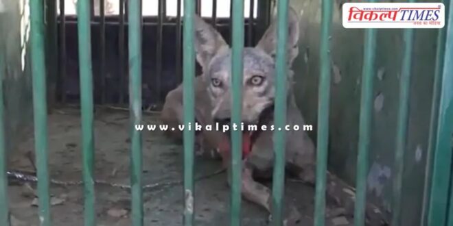 Fifth wolf caught in Bahraich Uttar pradesh