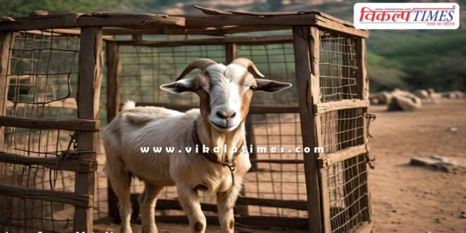Goats tied in cages to catch leopard in Bijnor up