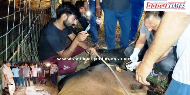 Joint Director treated injured cows on the roads late at night in sawai madhopur