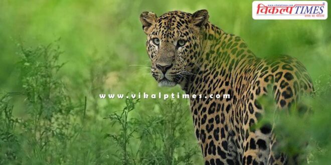 Panther youth forest kota jhalawar news 2 sept 2024