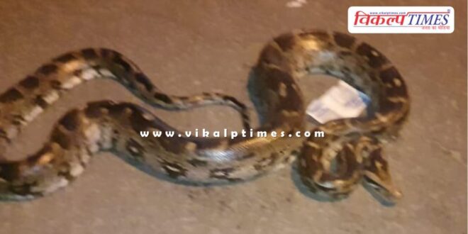 Python entered Saras Dairy plant kota