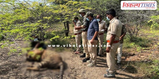 Ranthambore tiger T-2312 Sawai Madhopur news upate 23 sept 24