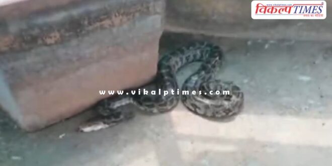 Rock python snake rescue in kota