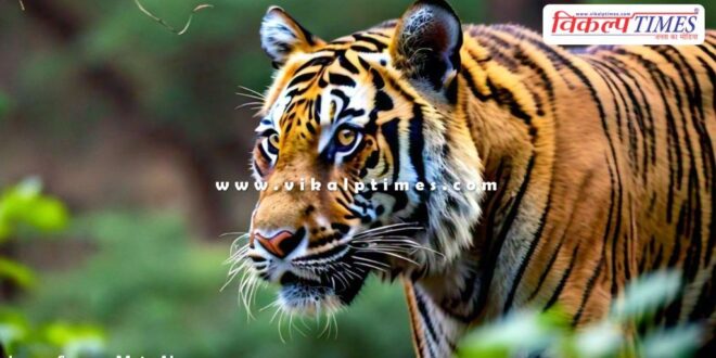 Sad news from Ranthambore Tiger T-2312 Sawai Madhopur