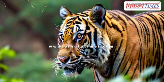 Safari will remain closed in Ranthambore tomorrow morning shift
