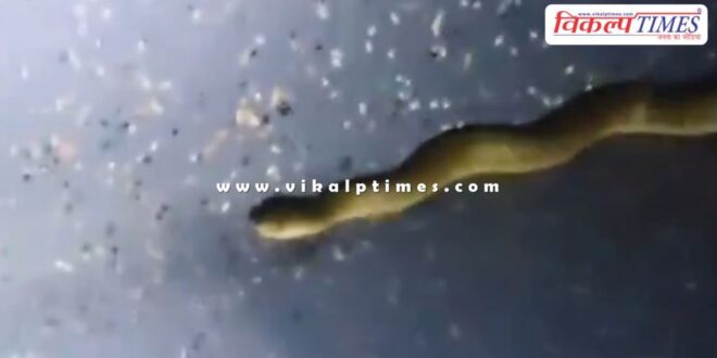 Snake entered in dayodaya express train in kota