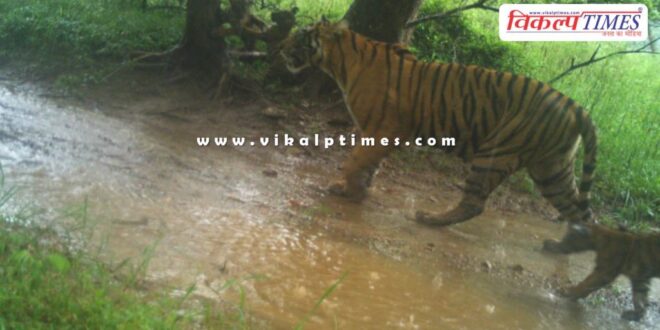 Tigress T-125 gave birth to 3 cubs in Ranthambore national park