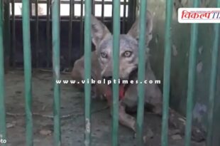Wolf Girl Bahraich Uttar Pradesh News 11 Sept 24