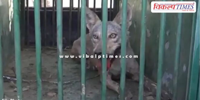 Wolf Girl Bahraich Uttar Pradesh News 11 Sept 24