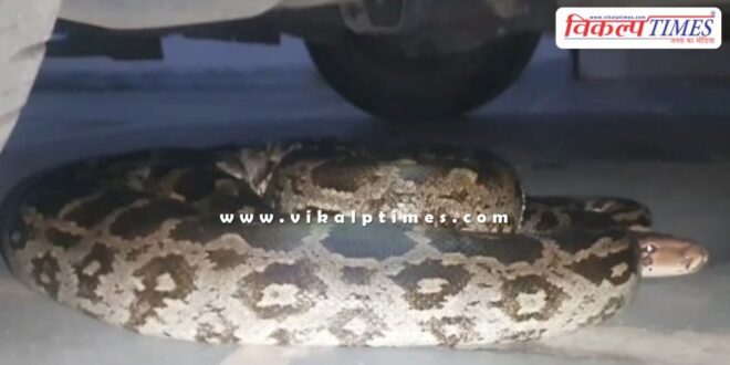 python snake rescued from under the car in kota