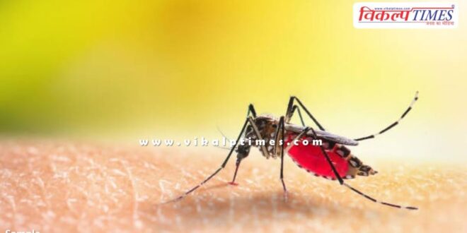 Be careful about dengue sawai madhopur news