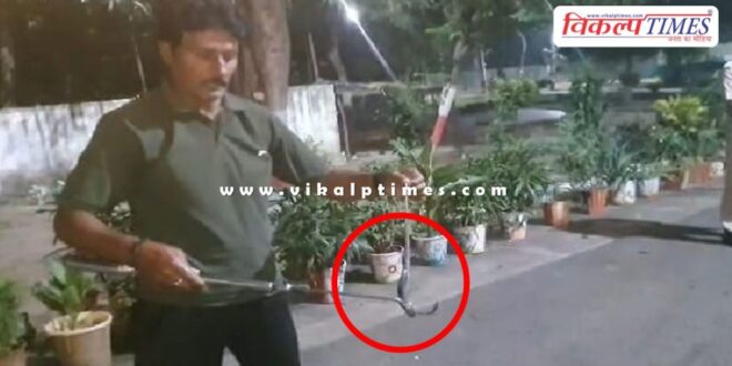 Cobra snake rescue at judge house in kota