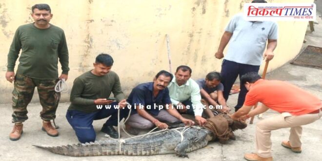 Crocodile entered the pump house in kota