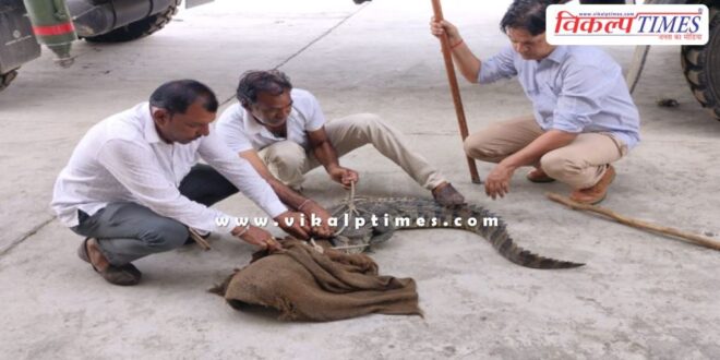 Forest department caught 2 crocodiles in kota